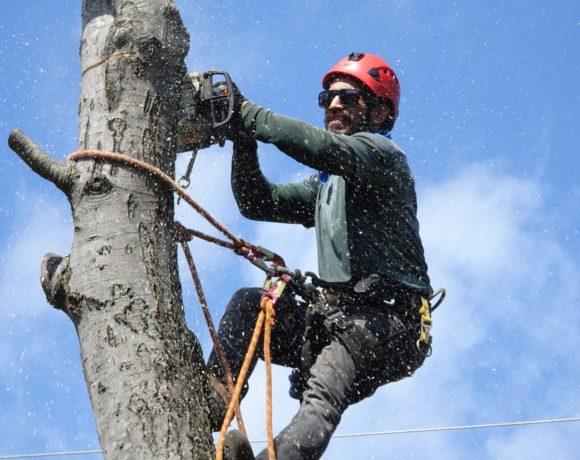 Trees Cutting