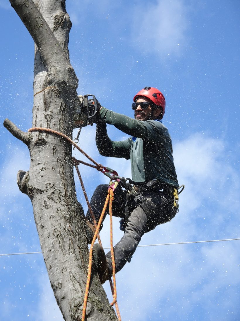 Trees Cutting