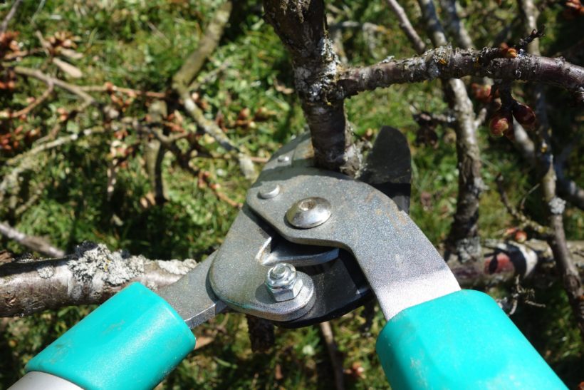 Tree Pruning