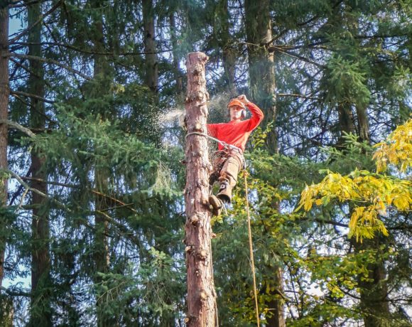 Tree Cutting Service