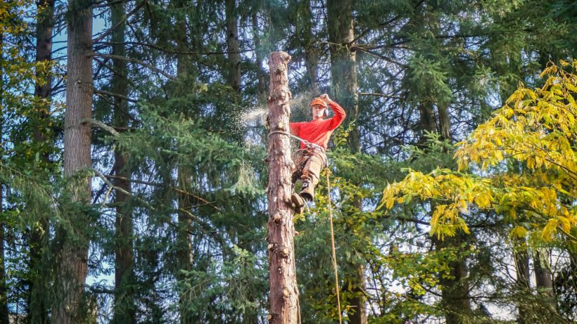 Tree Cutting Service