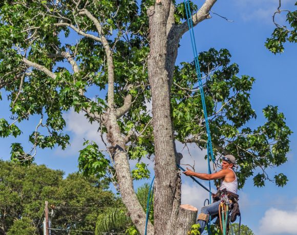 Tree Removal